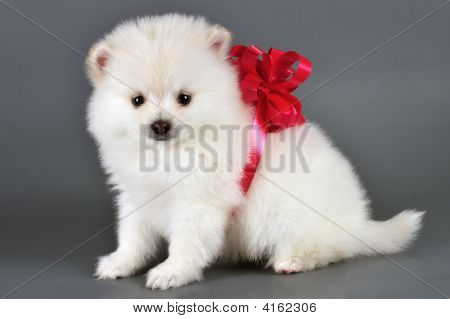Pomeranian