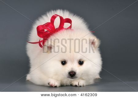 Pomeranian hvalp