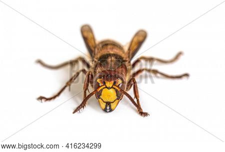 Front view Hornet, Vespa Crabro, isolated on white