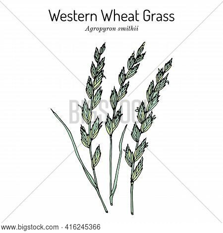 Western Wheat Grass Agropyron Smithii , Prairie Grass, State Grass Of South Dakota. Hand Drawn Botan