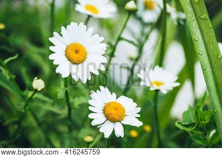 Small Fly On Wet Chamomile Petals Close-up On Green Nature Background. Vivid Natural Backdrop With S