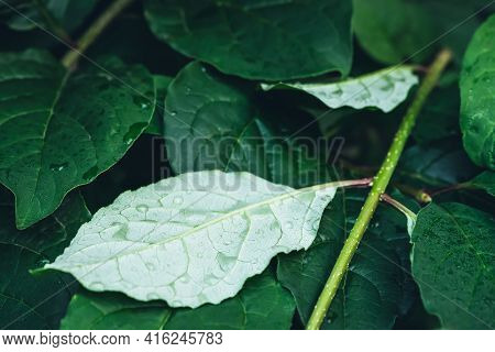 Vivid Minimalist Nature Background With Dew Drops On Green Leaves Close Up. Beautiful Green Minimal 