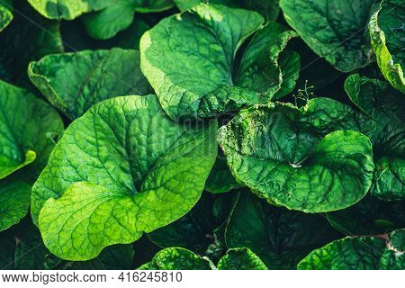 Vivid Minimalist Nature Background With Dew Drops On Green Leaves Close Up. Beautiful Green Minimal 