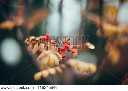 Beautiful Autumn Nature Background With Yellowed Leaves Of Rowan Tree And Red Berry On Branches. Sce