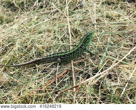 Photography On Theme Beautiful Green Scales To Body Lizard Sitting In Dry Grass. Photo Consisting Of