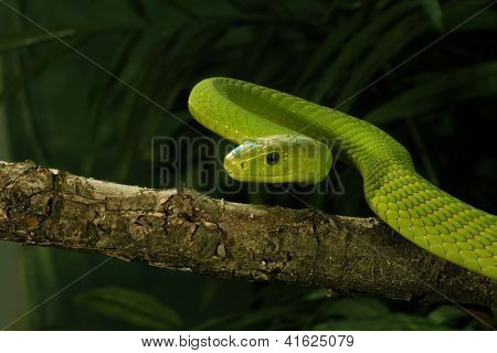 Oost-Afrikaanse groene Mamba