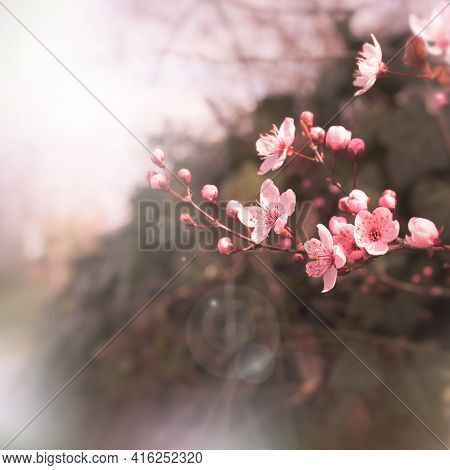 Spring Background With Pink Cerry Blossoms. Abstract Natur Scene With Bokeh And Short Depth Of Field