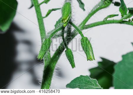 Blooming Tomato Pollen Macro
,tomatoes Are A Crop Rich In Nutrients