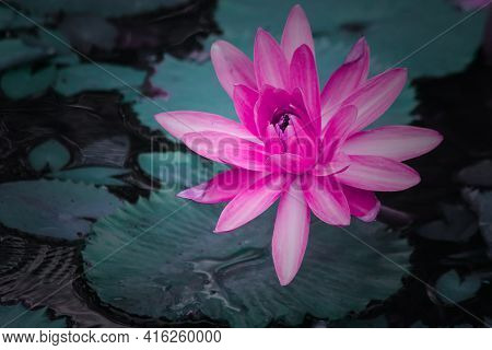 Pink Lotus Bloom In The Pond