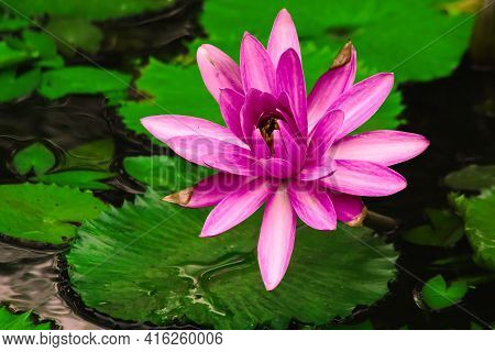 Pink Lotus Bloom In The Pond