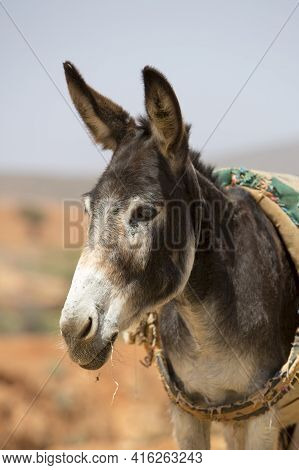 Donkey, Farm Animal In The Moroccan Countryside Of Sidi Ifni.
