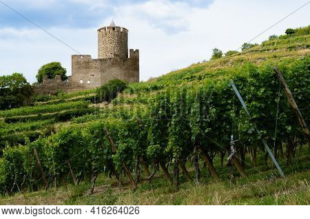 Summer View Of The Medieval Castle Ruins Between The Vines Of The Vineyard Of Keysersberg, Famous Wi