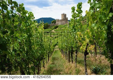 Summer View Of The Medieval Castle Ruins Between The Vines Of The Vineyard Of Keysersberg, Famous Wi