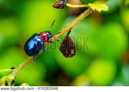 The Beautiful Blue Milkweed Beetle It Has Blue Wings And A Red Head Perched On A Leaves After Rain I