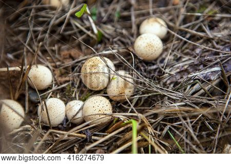 A Small Group Of Puffball Mushroom In The Autumn Forest, Lycoperdon Pyriforme