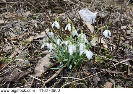 Snowdrop Or Common Snowdrop (galanthus Nivalis) Flowers.