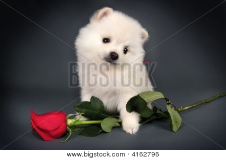 Hvalp For Valentine.