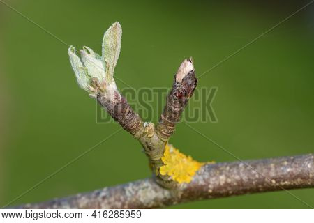 Macro Shot Of An Apple Branch Where The Buds Are At The Green Cluster Growth Stage