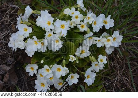 Purple And Yellow Primroses In Bloom And Leaves.primroses In Spring.