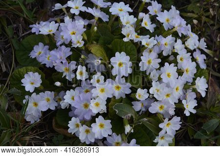 Purple And Yellow Primroses In Bloom And Leaves.primroses In Spring.