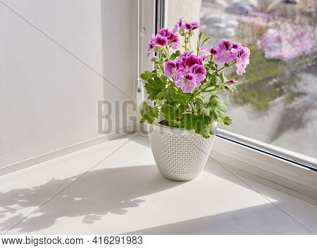 Blooming Houseplant Pelargonium Regal In A White Pot Stands On A Window Sill