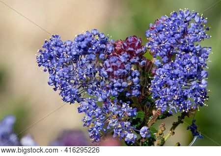 California Lilac (ceanothus) Bush