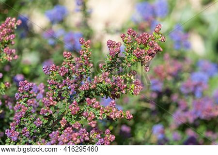 California Lilac (ceanothus) Bush