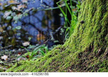 Tree With Moss And Mushroom Oeolo Water. Nature Screensaver On Your Computer. High Quality Photo
