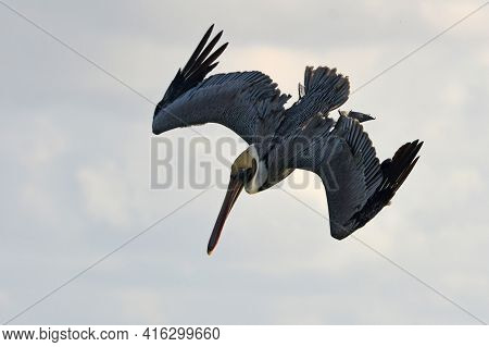Pelican During A Flight Near Tulum, Mexico.\nblue Sky At The Background.