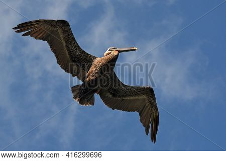 Pelican During A Flight Near Tulum, Mexico.\nblue Sky At The Background.