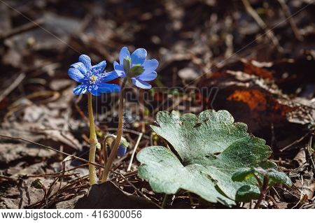 Hepatica Nobilis (anemone Hepatica) Blue Flowers In Spring Forest