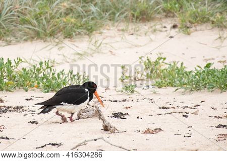 Australian Pied Oystercatcher - Haematopus Longirostris- Bird With Damaged Leg In Its Natural Habita