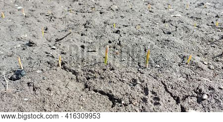 Sprouts Of Garlic Sprouted In The Garden Bed. Spring, Sunny Day, Gardening