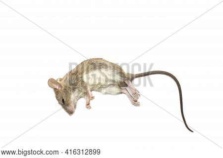 Dead Rat (mouse), Isolated On White Background.rat Are Carriers Of Pathogens, So Find A Way To Elimi