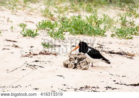 Australian Pied Oystercatcher - Haematopus Longirostris- Bird In Its Natural Habitat On The Ocean Sh
