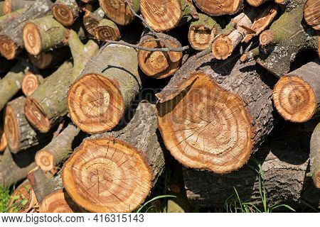 A Cross Section Of A Cut Tree Closeup Shows With Saw Dust Partially Obscurring It.