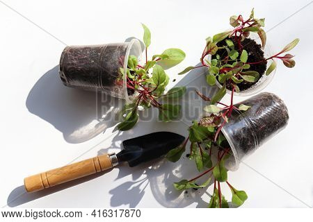 Rainbow Swiss Chard Sprouts In Plastic Pots On White Background. Beautiful Colored Sprouts With Red 