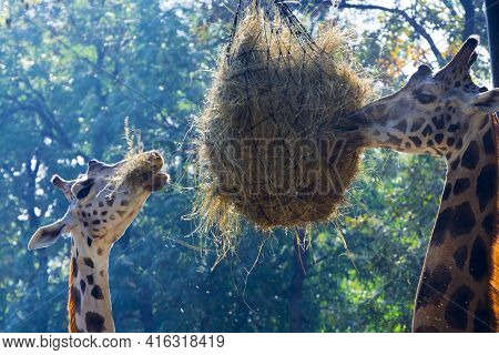 Baringo Giraffe Eats A Ball Of Hays In A Zoo