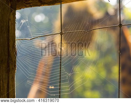 Baringo Giraffes Are In The Spider Net