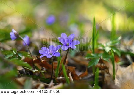 Spring Flower. Beautiful Blooming First Small Flowers In The Forest. Hepatica. (hepatica Nobilis)