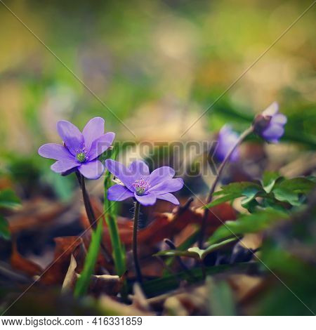 Spring Flower. Beautiful Blooming First Small Flowers In The Forest. Hepatica. (hepatica Nobilis)