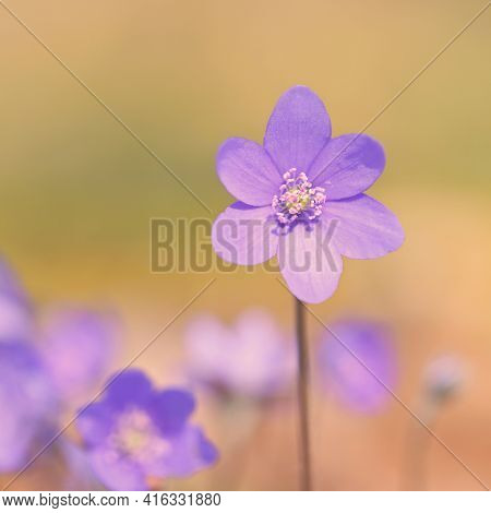 Spring Flower. Beautiful Blooming First Small Flowers In The Forest. Hepatica. (hepatica Nobilis)