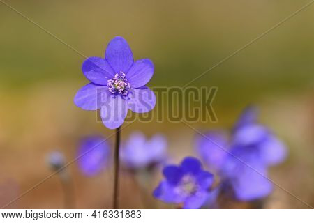 Spring Flower. Beautiful Blooming First Small Flowers In The Forest. Hepatica. (hepatica Nobilis)