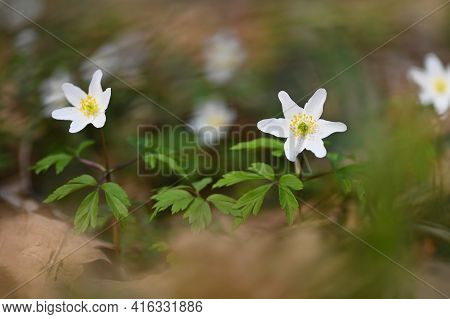 Spring White Flowers In The Grass Anemone (isopyrum Thalictroides)