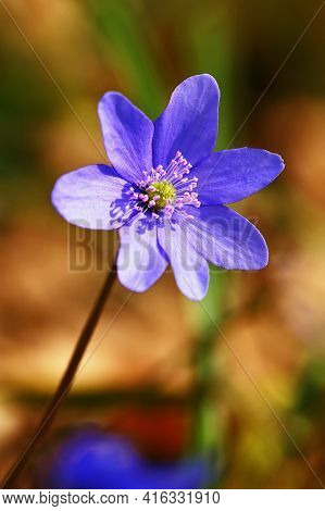 Spring Flower. Beautiful Blooming First Small Flowers In The Forest. Hepatica. (hepatica Nobilis)