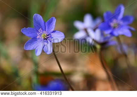 Spring Flower. Beautiful Blooming First Small Flowers In The Forest. Hepatica. (hepatica Nobilis)