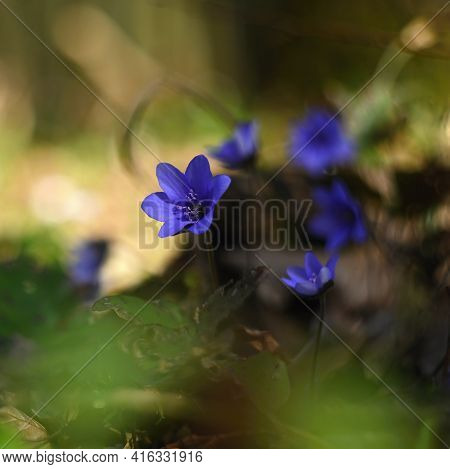 Spring Flower. Beautiful Blooming First Small Flowers In The Forest. Hepatica. (hepatica Nobilis)