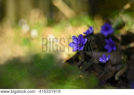 Spring Flower. Beautiful Blooming First Small Flowers In The Forest. Hepatica. (hepatica Nobilis)
