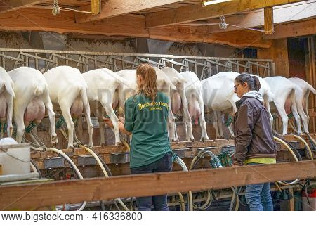 Female Farmers Service Electric Dairy Equipment For Milking Goats. Rear View Of White Goats In A Mec