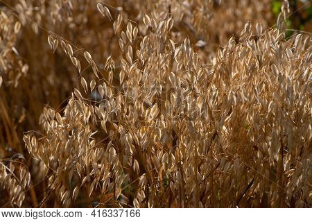 The Sprouts Of Ripe Oats On The Field